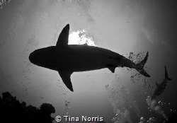 Sharks by Tina Norris 